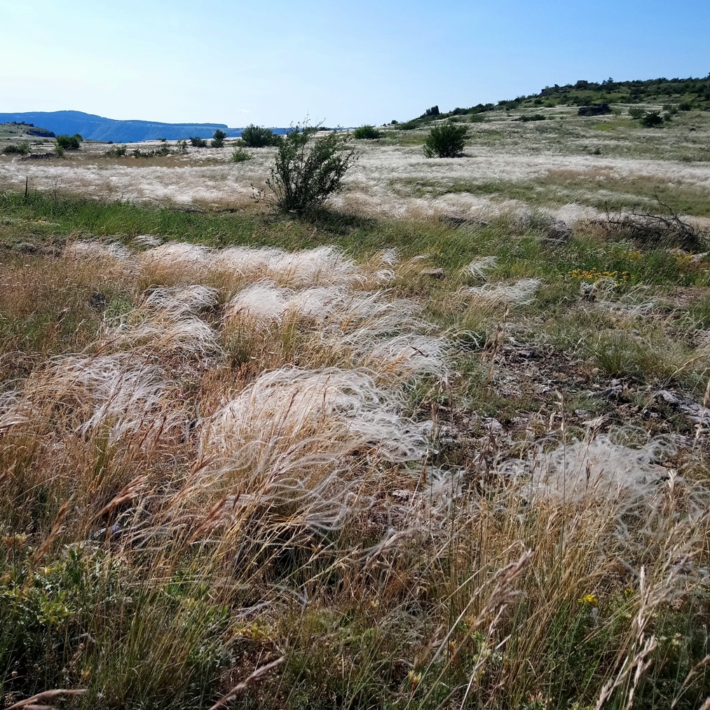 Sur le causse Méjean