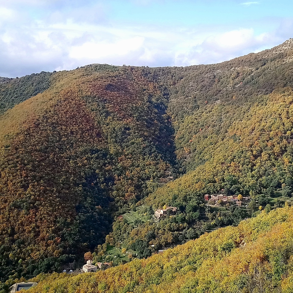 Flamboyant Octobre